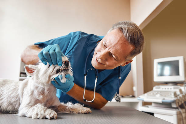 Best Emergency Root Canal Therapy in Ironwood, MI